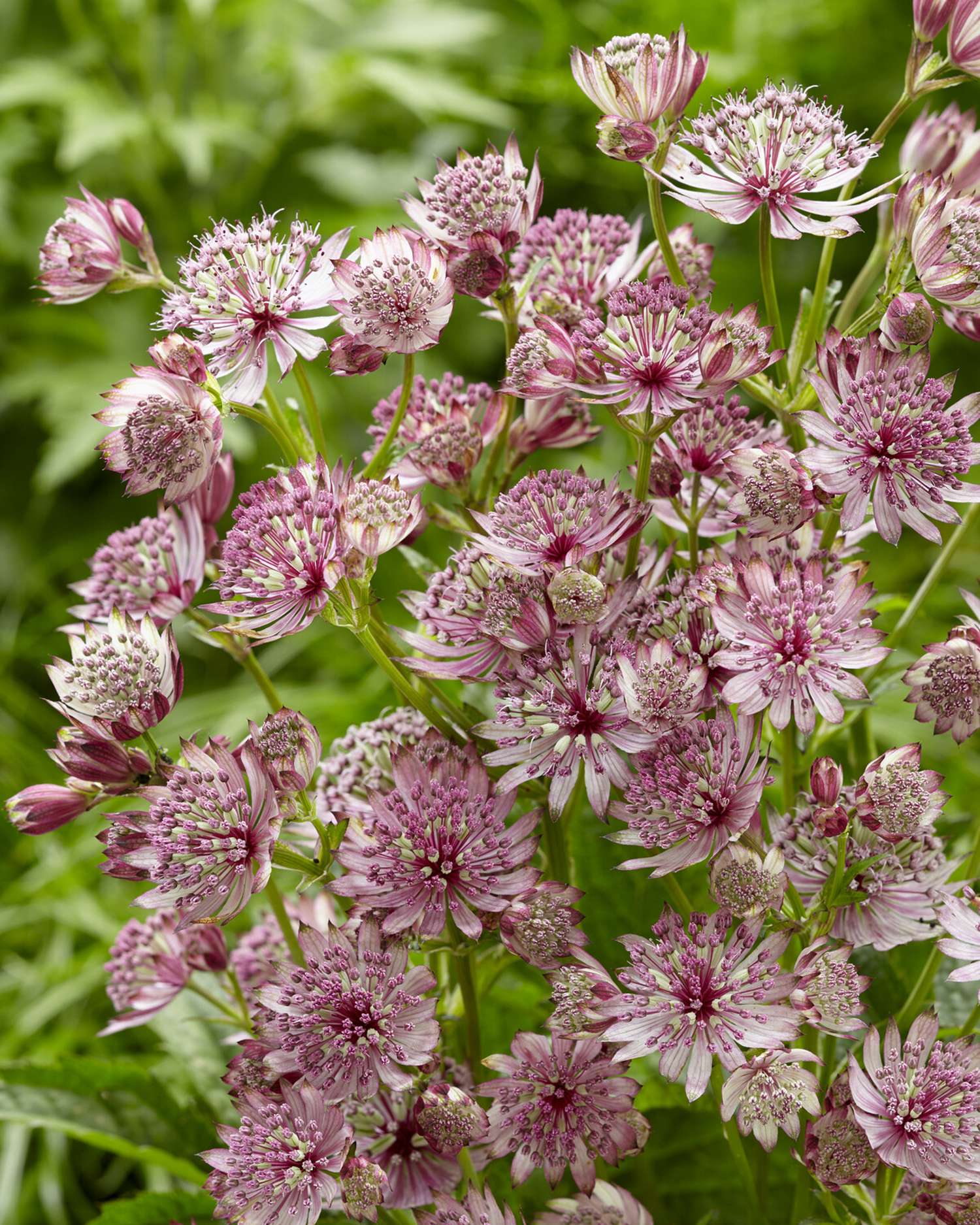 Isotähtiputki 'Sparkling Stars Pink'